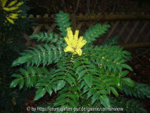 Mahonia x media 'Winter Sun'