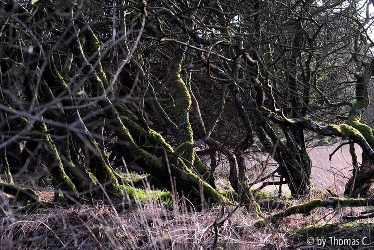 Hohes Venn 40