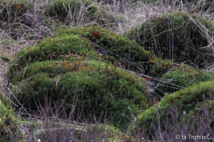 Hohes Venn 41
