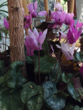 C.purpurascens