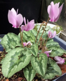 C.hederifolium