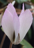 C.intaminatum