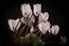 Cyclamen intaminatum ...Saatgut ist vergeben
