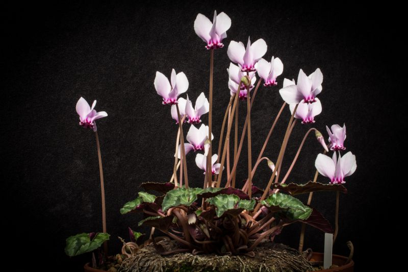 Cyclamen africanum...wenige Samenkörner ist vergeben