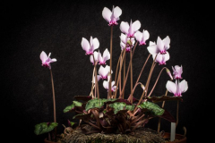 Cyclamen africanum...wenige Samenkörner ist vergeben
