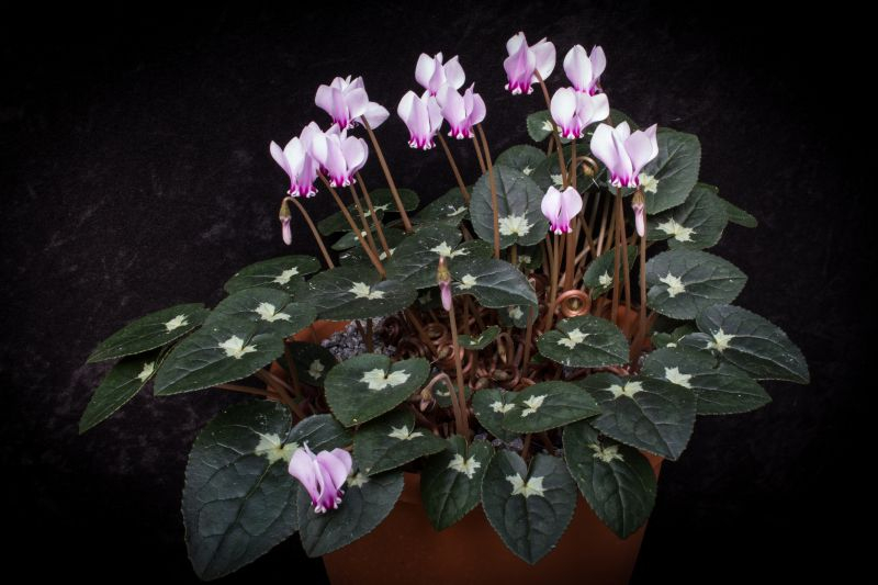 Cyclamen hed. Silvershield...Saat ist vergeben
