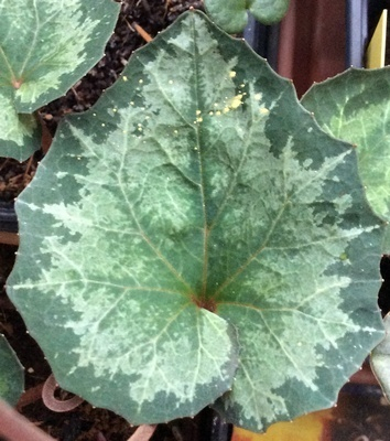 C.balearicum