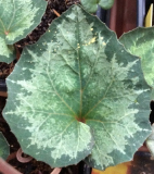 C.balearicum