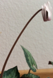 C.balearicum