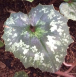 C.cyprium