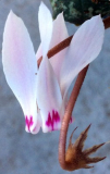 C.cyprium