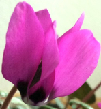 C.pseudibericum