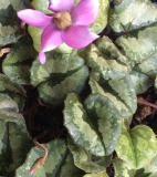 C.pseudibericum