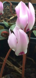 C.libanoticum