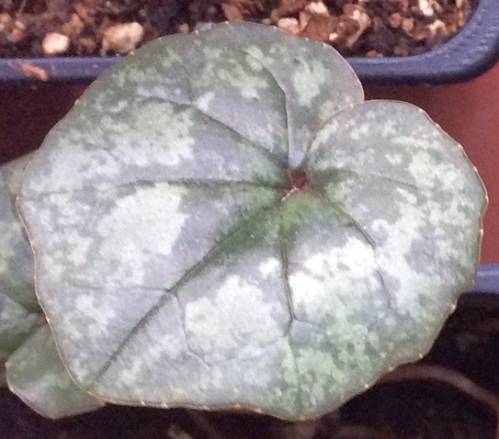 C.libanoticum