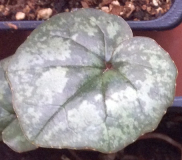 C.libanoticum