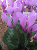 C.purpurascens