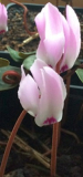Cyclamen libanoticum -nudop- Saatgut ist vergeben