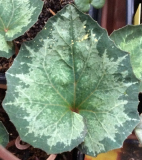 Cyclamen balearicum -nudop- Saatgut ist vergeben