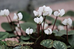 Cyclamen coum albissimum Golan Heights -Dimitrij_HH-...Saatgut vergeben