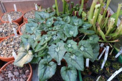Cyclamen africanum -Dimitrij_HH-...Saatgut ist vergeben