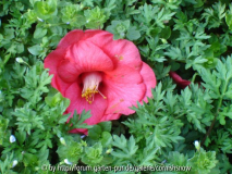 Kamelienblüte