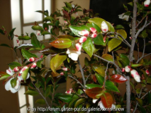 Camellia transnokoensis