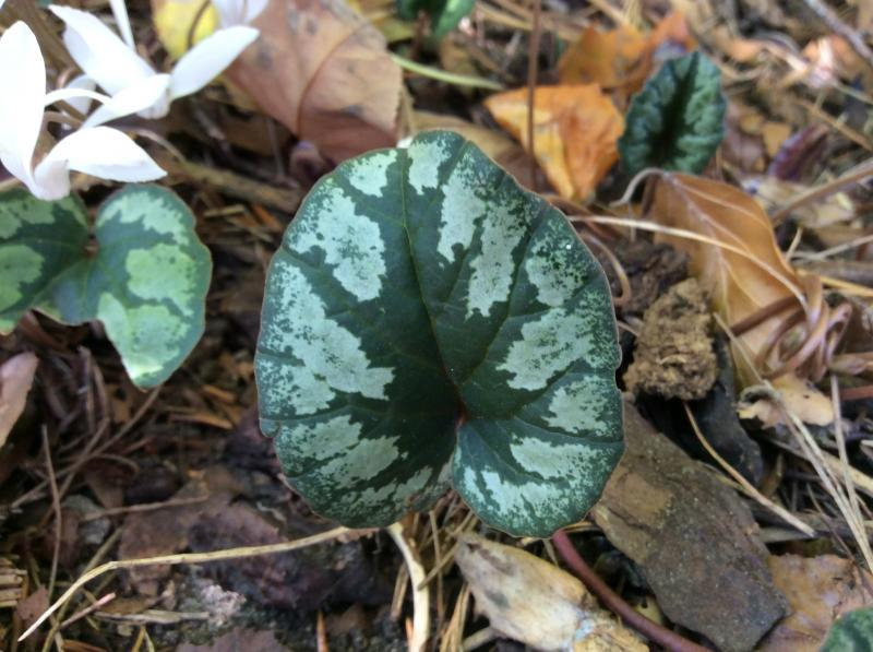 C. cilicium