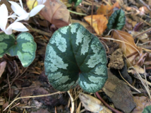 C. cilicium