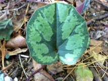 C. cilicium