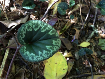 C. cilicium