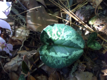 C. cilicium