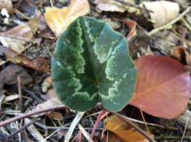 C. cilicium