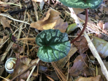 C. cilicium