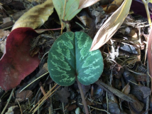 C. cilicium