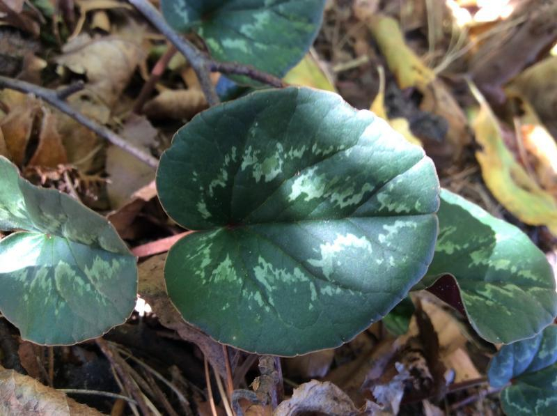 C. cilicium