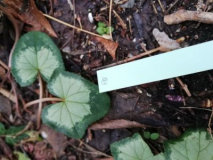 Cyclamen crassifolium -oile-   Saatgut ist vergeben