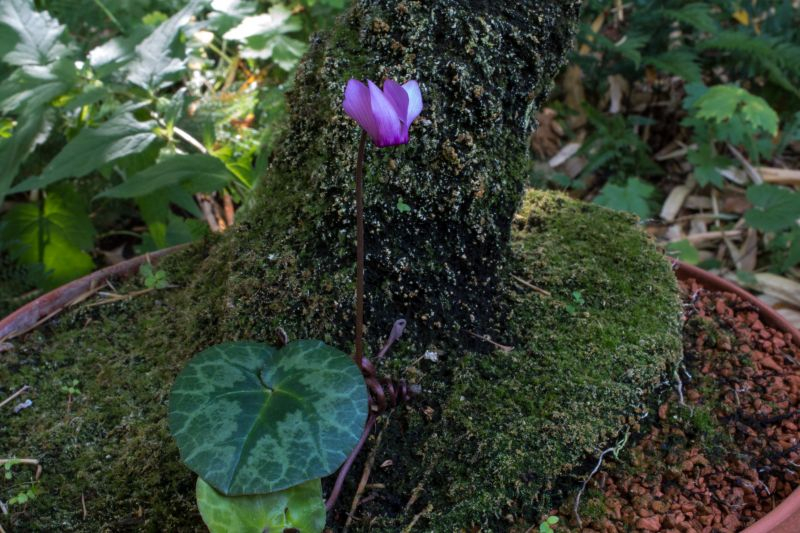 Purpurascens im Stamm eines Baumfarns