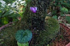 Purpurascens im Stamm eines Baumfarns