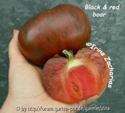 Tomate Black & red Boar