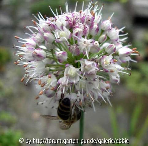 Allium suaveolens