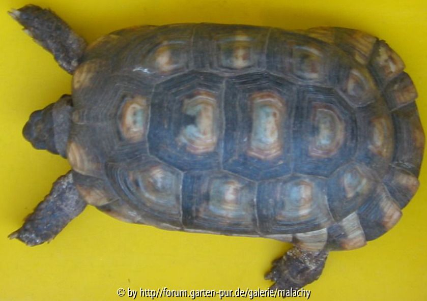 Testudo Marginata