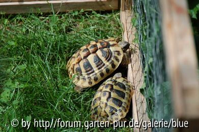 Alpha und Pi