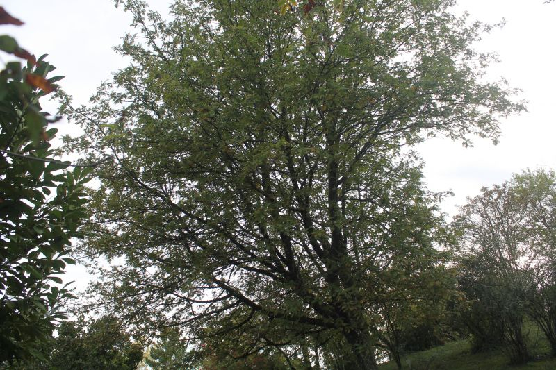 Arboretum Tübingen
