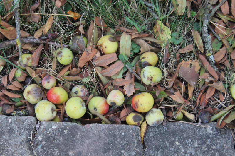 Arboretum Tübingen, Fruchtdetail