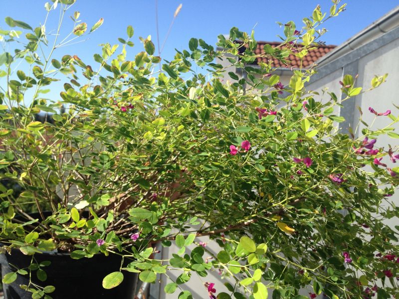 Lespedeza bicolor 'Yakushima'