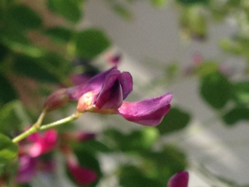 Lespedeza bicolor 'Yakushima' Einzelblüte