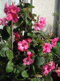 Mandevilla x amabilis 'Alice du Pont'