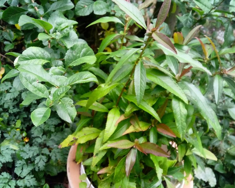 Blatt von Caenomeles japonica und Caenomeles Cathayensis im Vergleich