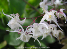 grandiflorum
